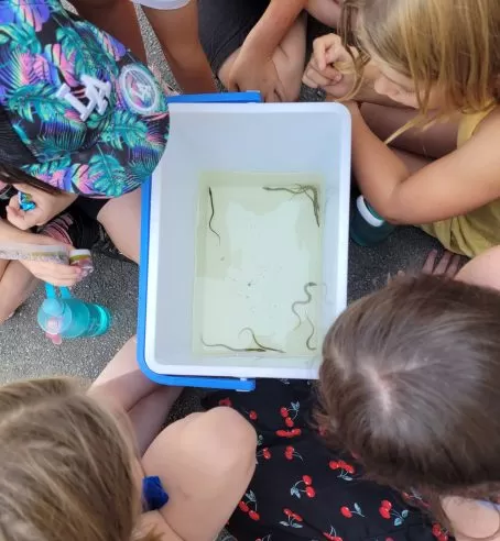 Children looking over a container with elvers.