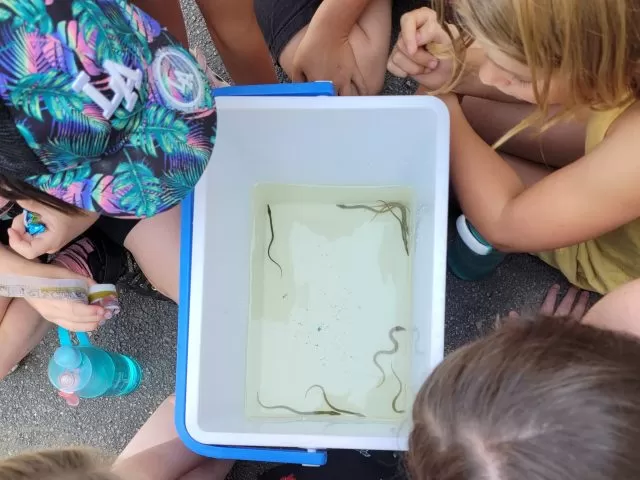 Children looking over a container with elvers.