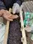 Seeds in a hand above a wooden planter with soil.