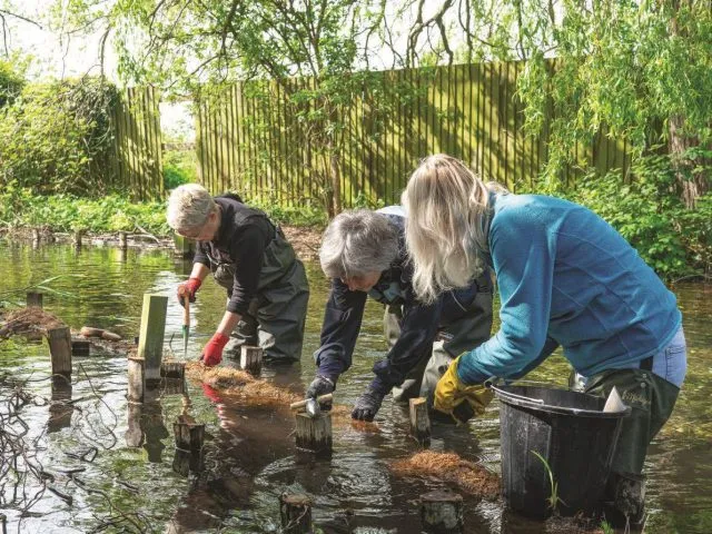 volunteers in a river wearing waders and planting aquatic chalk stream plants